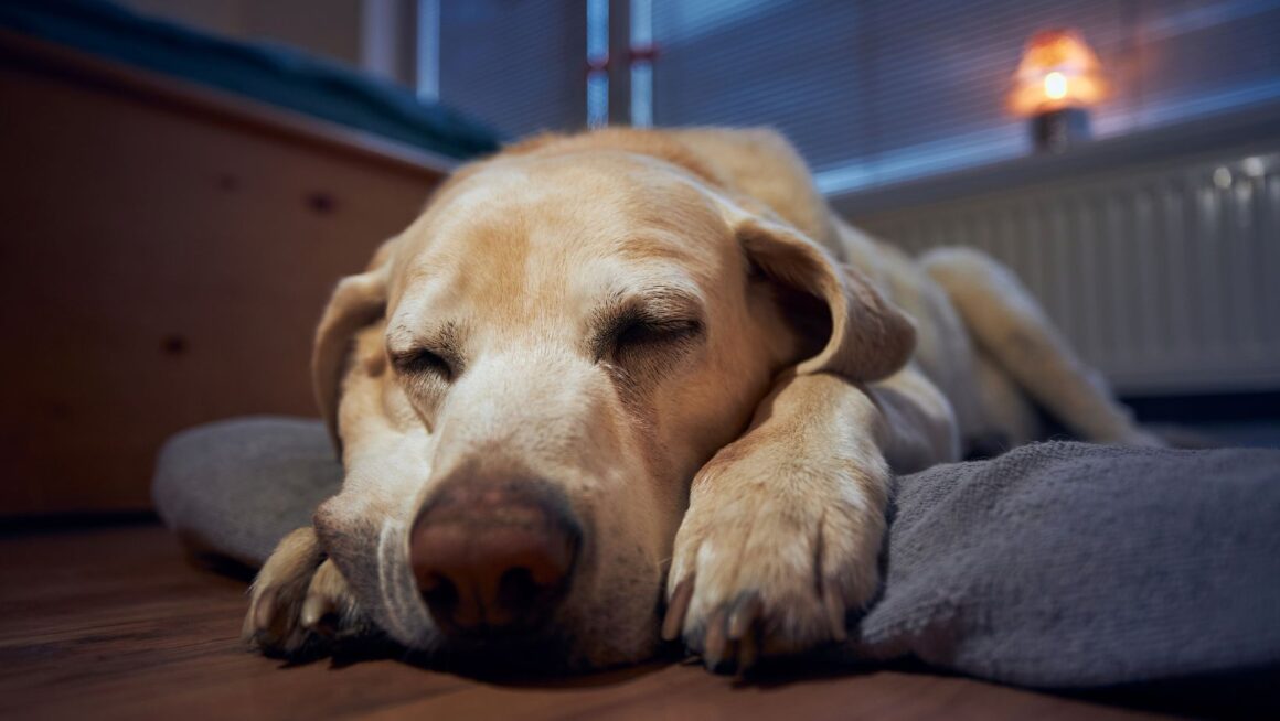 How do cbd dental chews help dogs relax at night